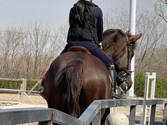 -北京群众马术培训基地