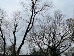 -上海佘山国家森林公园天马山园