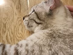 -Cappucimeow猫咪咖啡馆(韦伯时代店)