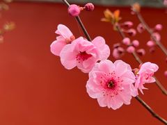 -国家植物园