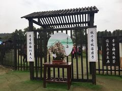-香雪海