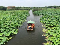 -荷塘月色湿地公园·向阳花洲