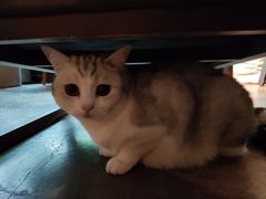 -咖法森林·咖啡  酒吧(天河店)