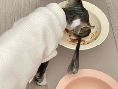 -Bastet sally猫舍购宠(静安店)