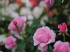 -上海辰山植物园