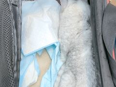 -联合动物医院(光谷诊疗中心)