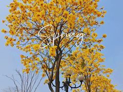 -洲头咀公园