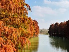 -上海海湾国家森林公园