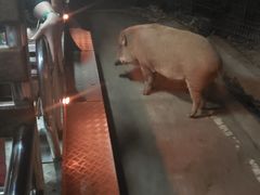 -清迈夜间动物园
