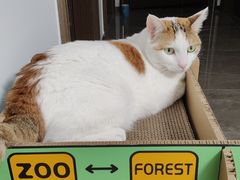 -爱诺耐芙动物医院(万博店)