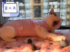 -瑞鹏宠物医院华南总院·夜诊·心脏科·骨科