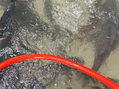 -庆岭迎宾园正宗活鱼馆