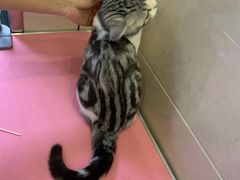 -北京观赏动物医院·24小时大型综合·猫专科·异宠专科