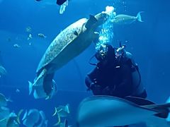 -太平洋海底世界