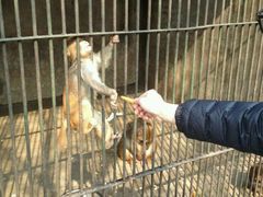 android_upload_pic-西安秦岭野生动物园