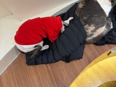 -有猫主题·治愈系猫咖(曾厝垵店)