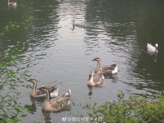 -长白岛森林公园