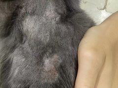 -瑞派动物医院·猫专科·至诚(江南中分院)