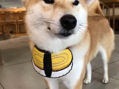 -柴务处·柴犬主题狗咖