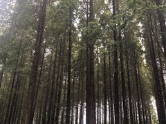 -黄海国家森林公园