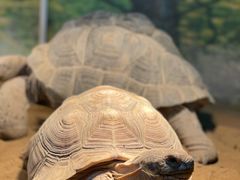 -上海大自然野生昆虫馆