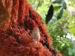 -呀路古热带植物园