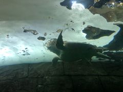 -悉尼海洋生物水族馆