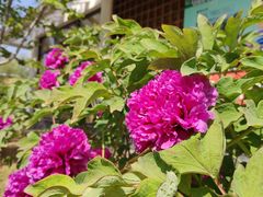 -国家植物园南园