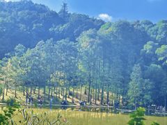 -深圳仙湖植物园