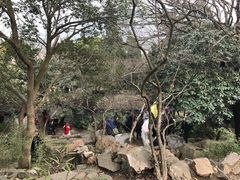 -香雪海