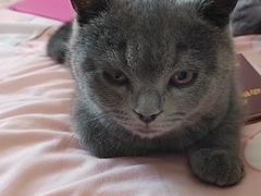 -中农大我爱我爱动物医院·核磁CT·猫病·24小时夜诊中心(石佛营店)