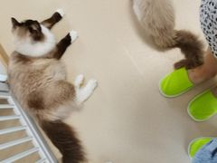-猫在这儿猫咪咖啡馆·撸猫馆