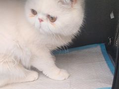 -瑞派康怡24h宠物医院·犬猫医疗中心·微创绝育(瑞景分院)