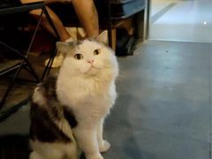 -Mr.Fox狐狸先生超级密室(南山店)