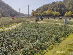-千年银杏谷文化旅游区