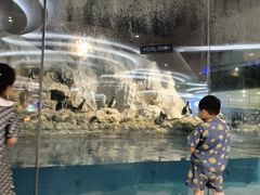 -帝企鹅自助餐厅•儿童岛•真企鹅(长隆企鹅酒店)