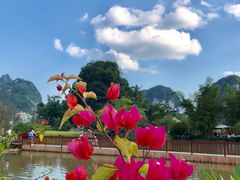 -靖西鹅泉风景区