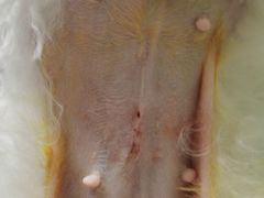 -乐琪宠物医院·犬猫专科·骨外科·急重症