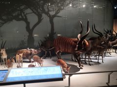 -贝林大翅鲸简餐厅(国家海洋博物馆店)