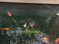 -龙悦湾酒家·八阵鱼生·渔人码头店