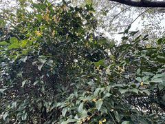 -杭州半山国家森林公园