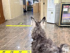 -宠爱国际动物医院·消化内科·心肾内科·ISFM猫友好(望京店)