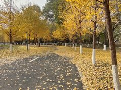 -长白岛森林公园