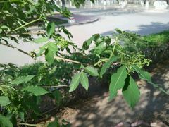 android_upload_pic-辽宁大学(崇山校区)