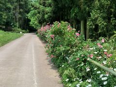 -重庆雨台山风景区