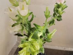 -泰·SPA泰式古法按摩(红山店)