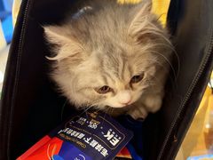 -欣宠猫屋·矮脚拿破仑·蓝金金渐层