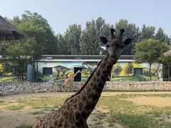 -北京野生动物园