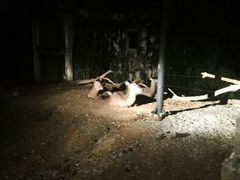 -清迈夜间动物园