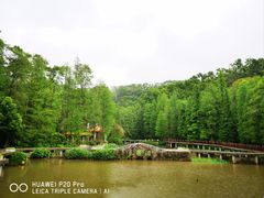 -深圳仙湖植物园